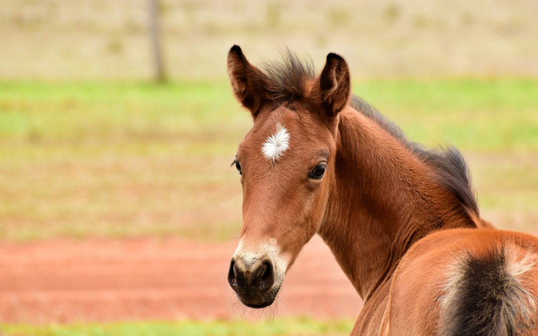 bhf-homepage-pony
