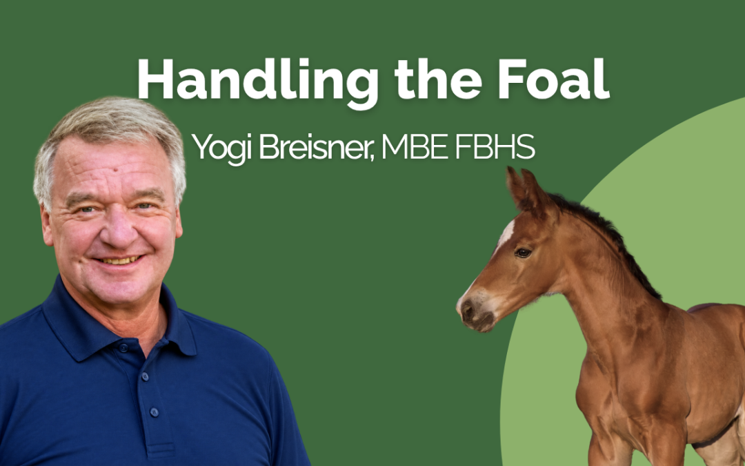 Handling the Foal - BHF