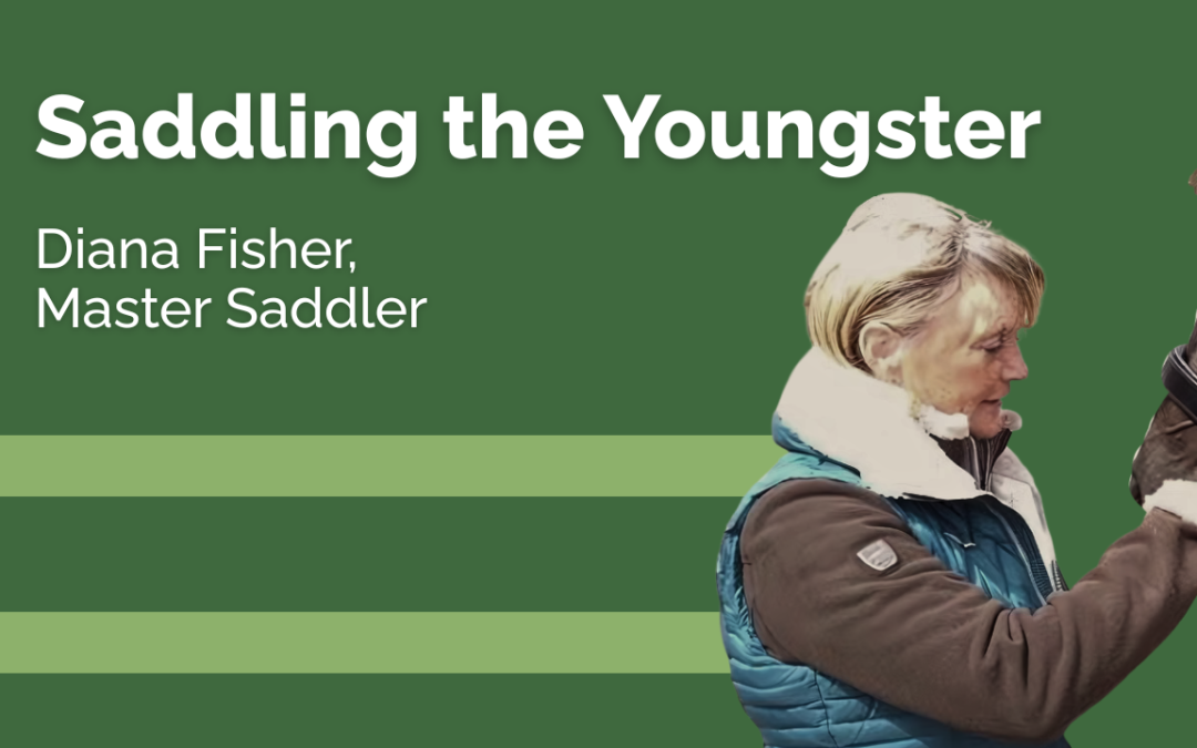 Saddling the Youngster - Di Fisher
